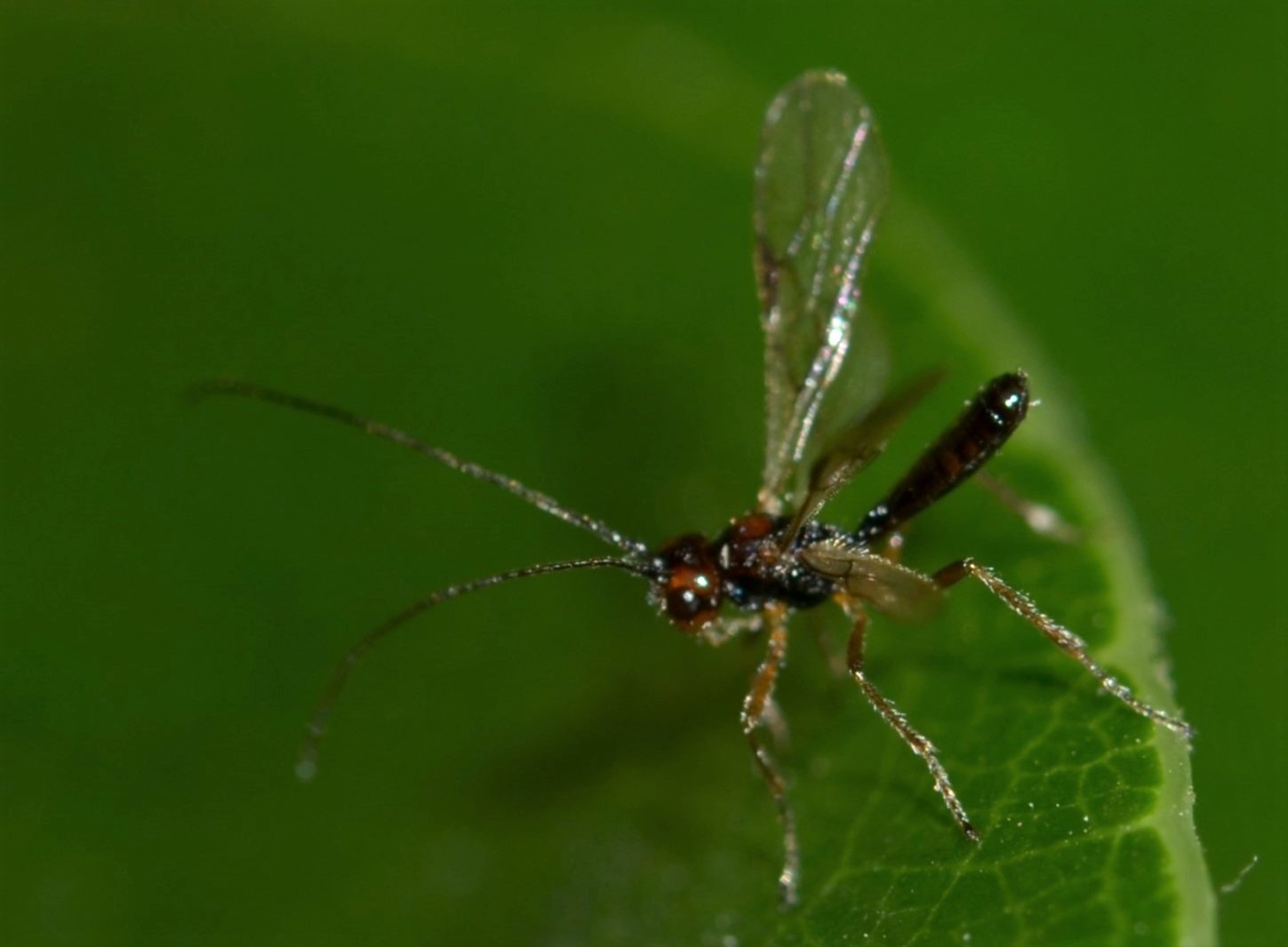 Braconidae da ID